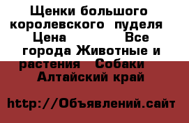 Щенки большого (королевского) пуделя › Цена ­ 25 000 - Все города Животные и растения » Собаки   . Алтайский край